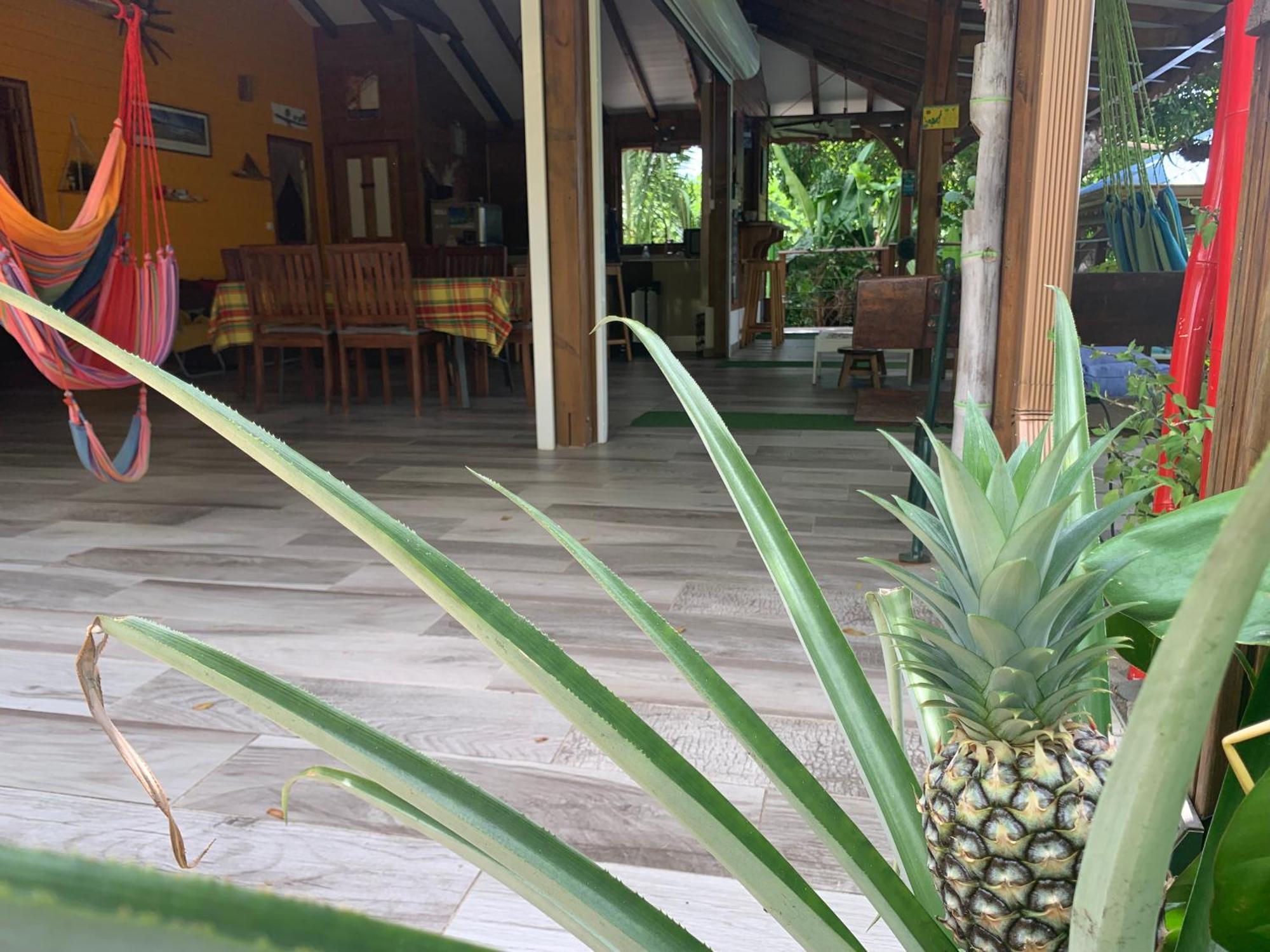 Les Ilets Caraibes Vue Mer ブイヤント エクステリア 写真